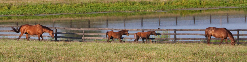 Whispering Oaks Farm