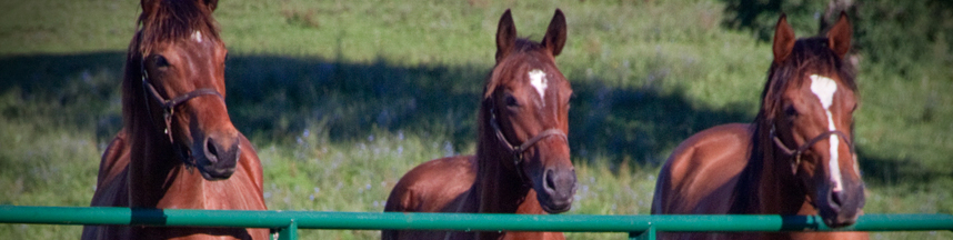 Whispering Oaks Farm